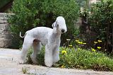 BEDLINGTON TERRIER 011